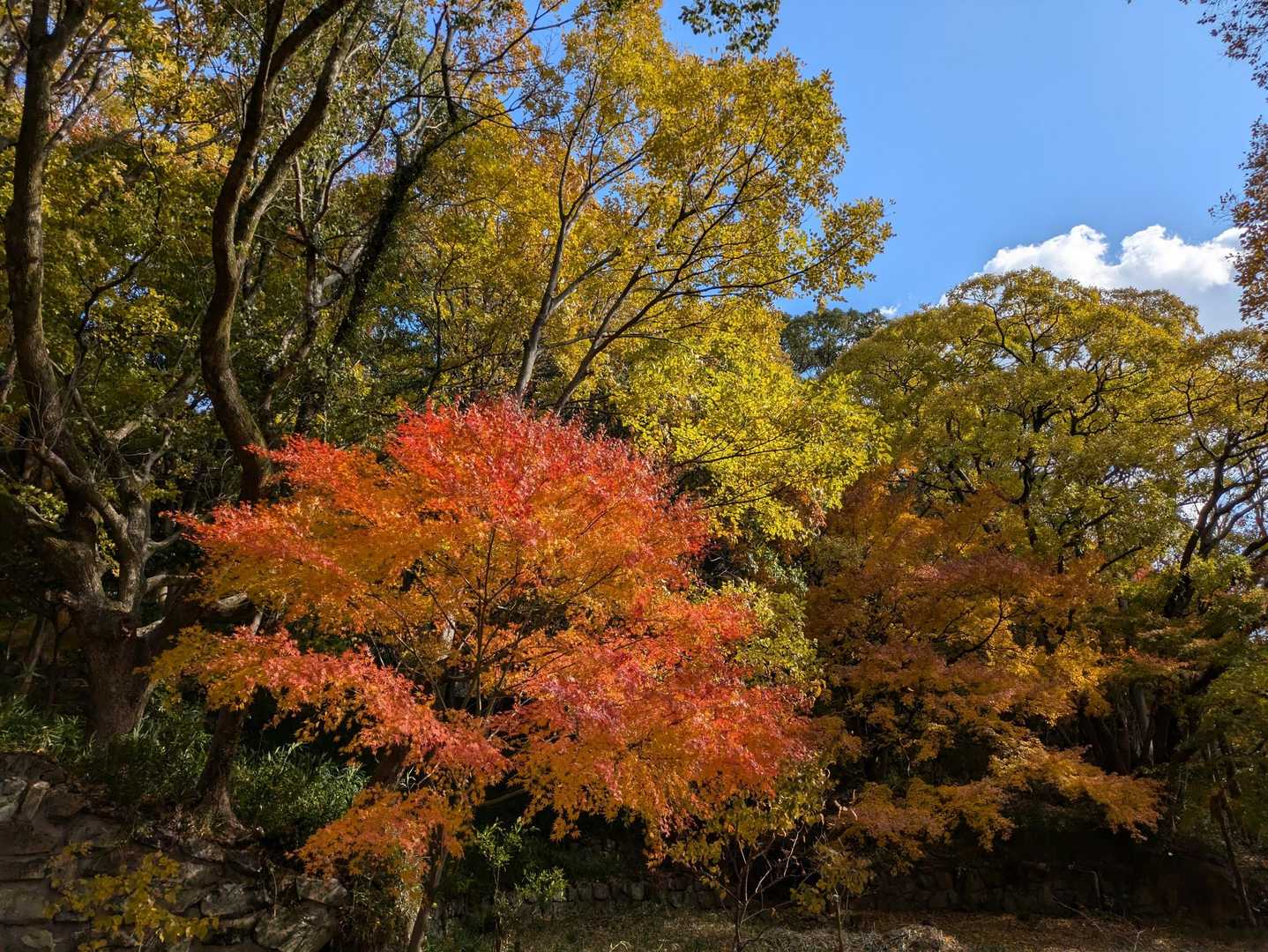 飽きない景色🍁