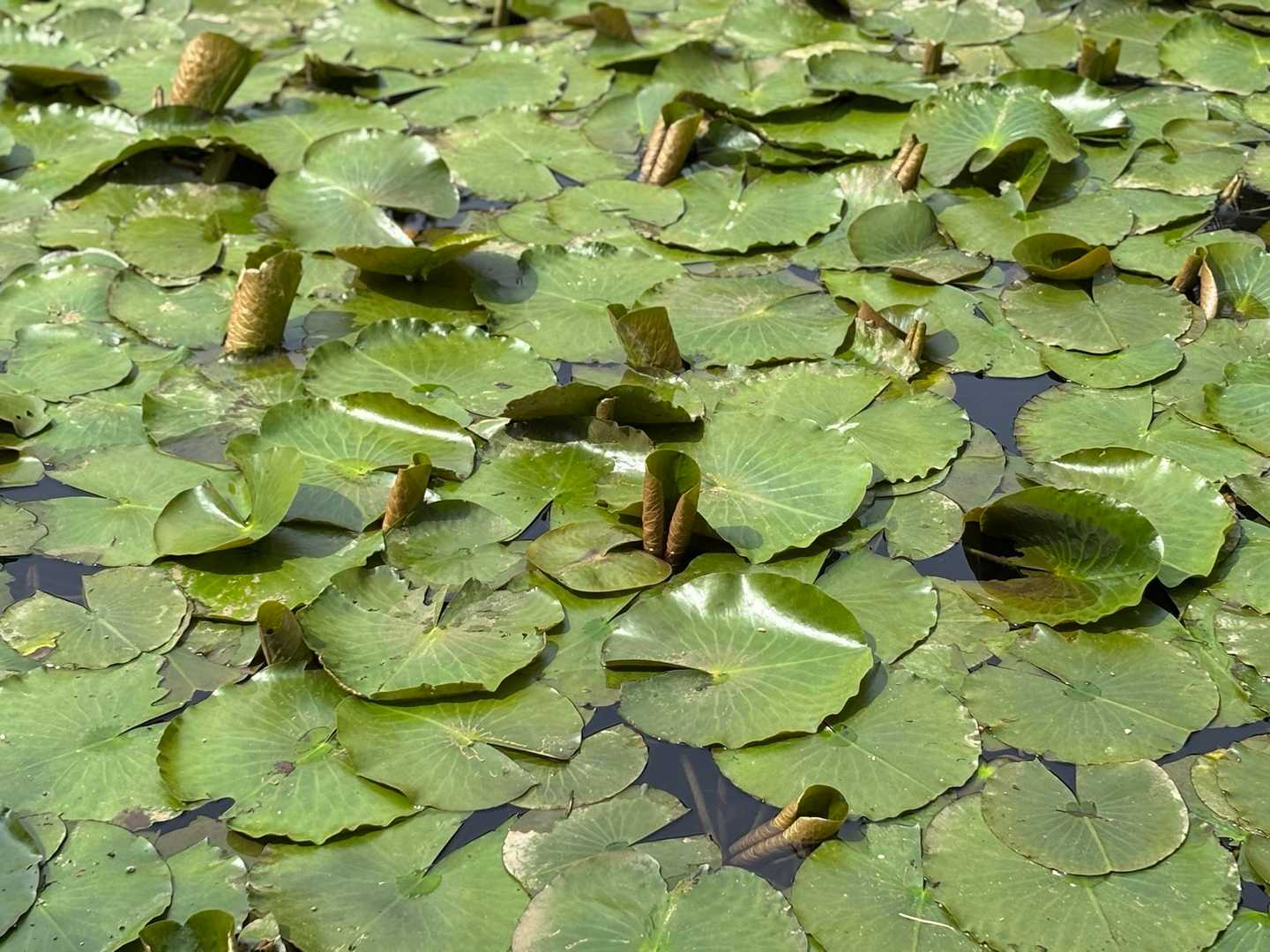 スイレン🤍来月になったら咲くのかなあ
花言葉は『信頼』