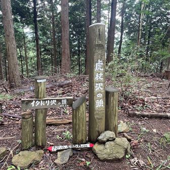 イタドリ沢の頭の山頂。イタドリは「虎杖」と書くのかと初めて知る。