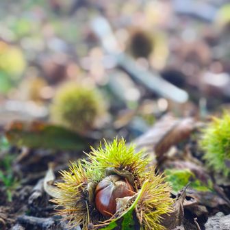 山栗を必死で探してしまいます💦
結構、虫食いが。