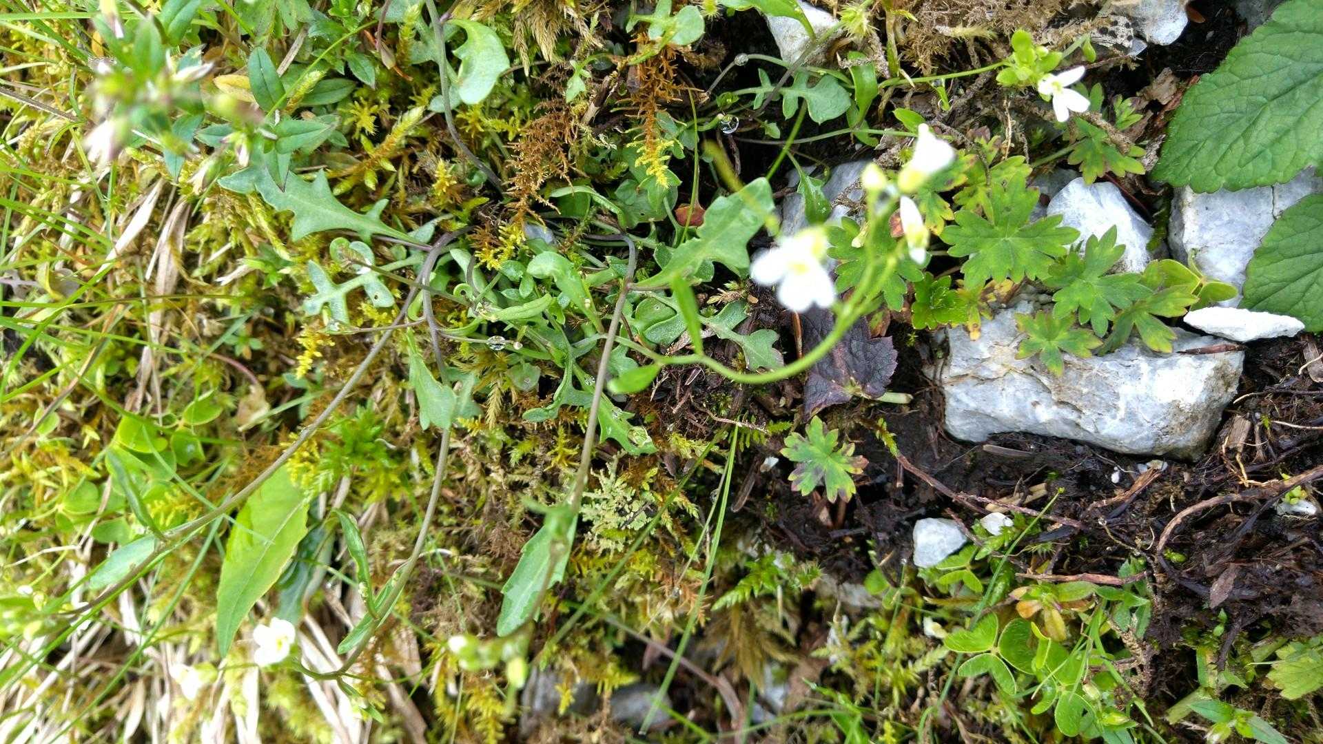 お花も🌼
