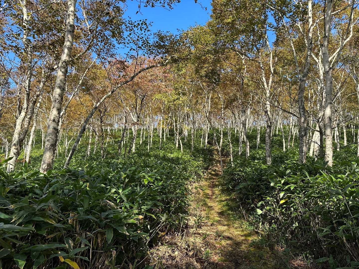 白樺の白と葉の紅葉のコントラストが美しい