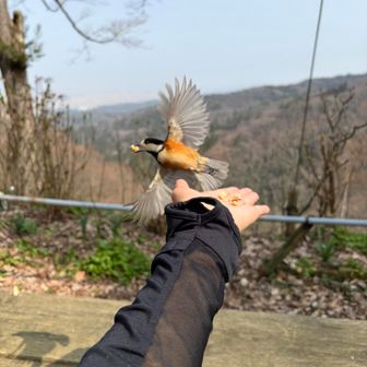 羽🪶〜〜〜✨✨✨

お腹はオレンジなのね🧡