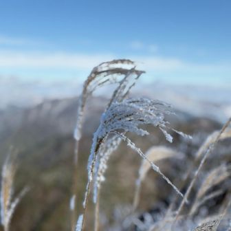 ススキも雪化粧。