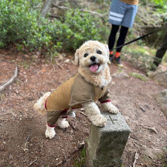 三角点🔼タッチ👏

この後、ママとバニラは下山して下山口へ車を回してくれます♪