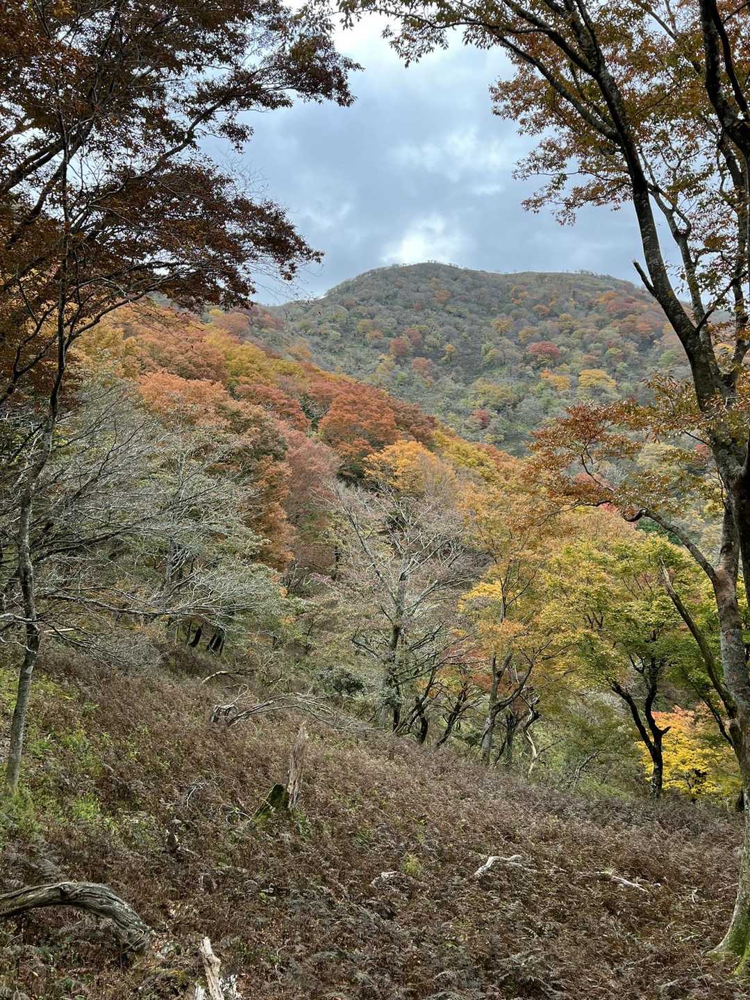 見頃ですね