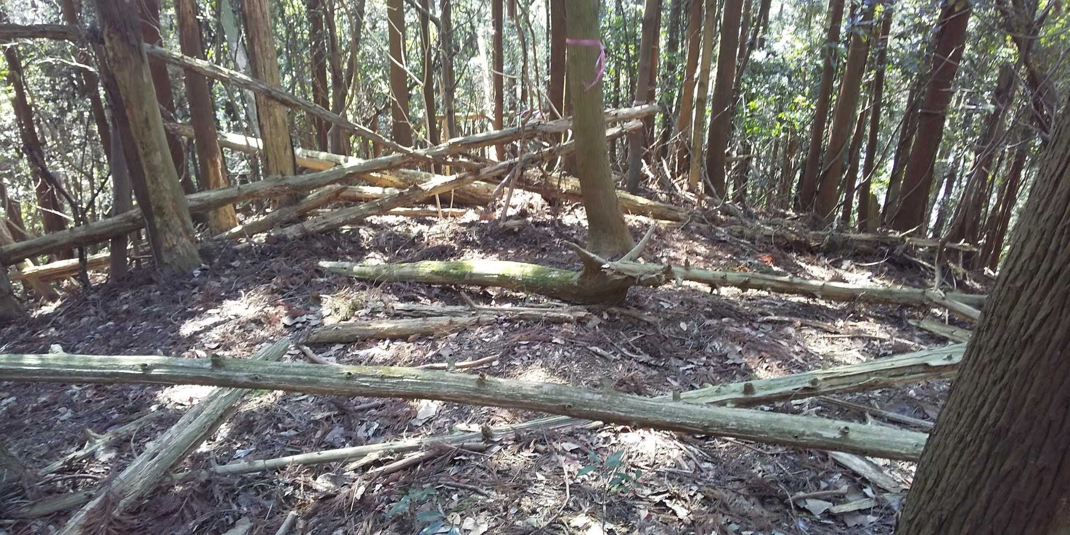 竜ヶ鼻 周回コースの写真