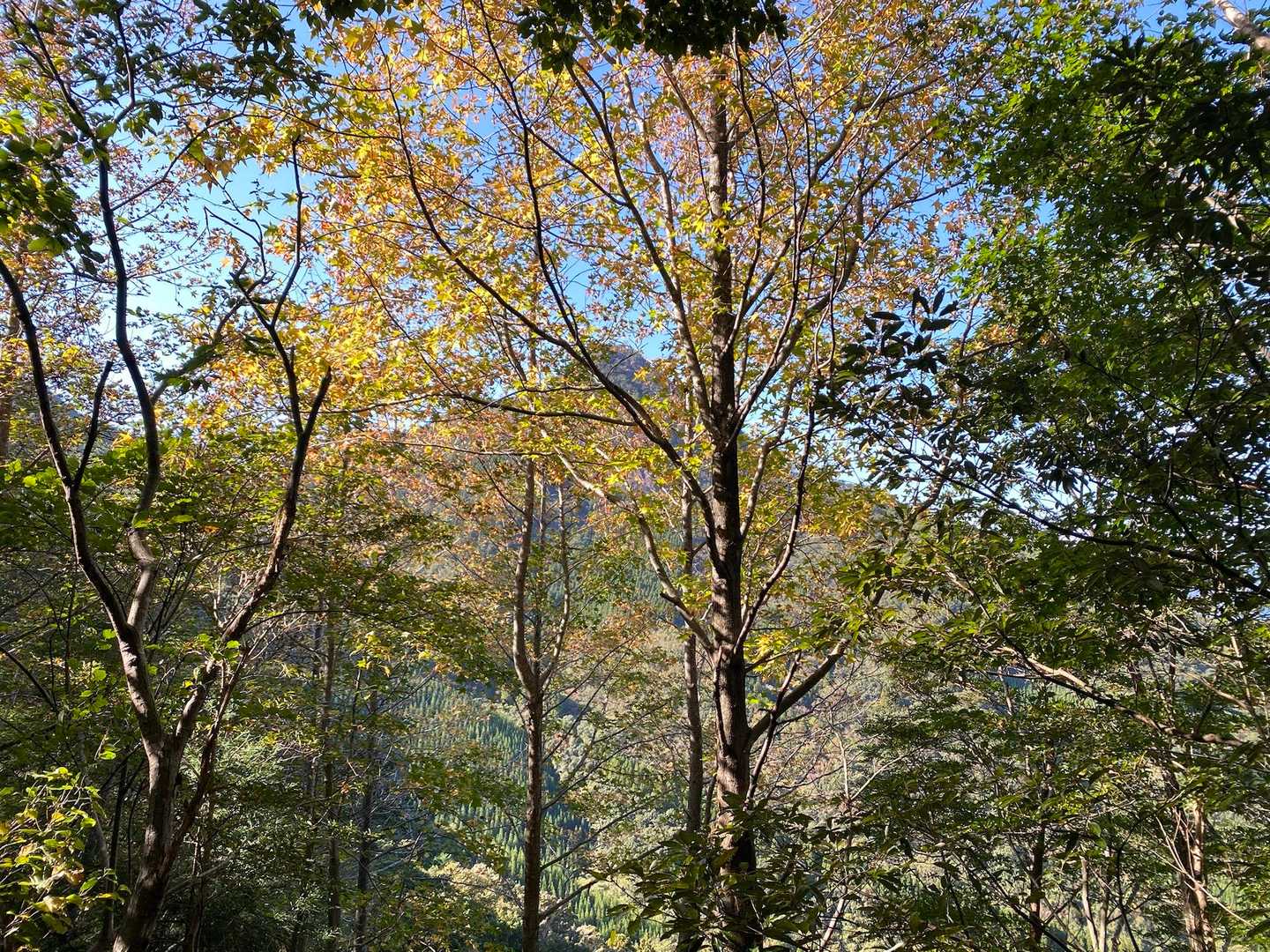 紅葉🍁の隙間から先ほど登った丹助さん