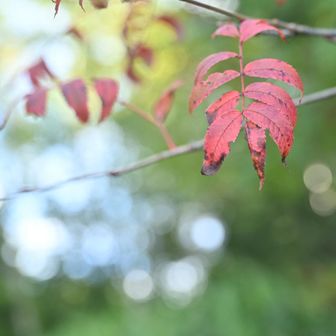 紅葉もちょくちょく
