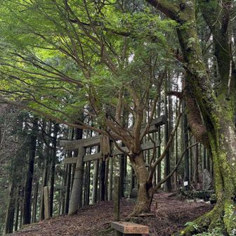 涼しく感じたけど、28度でした。