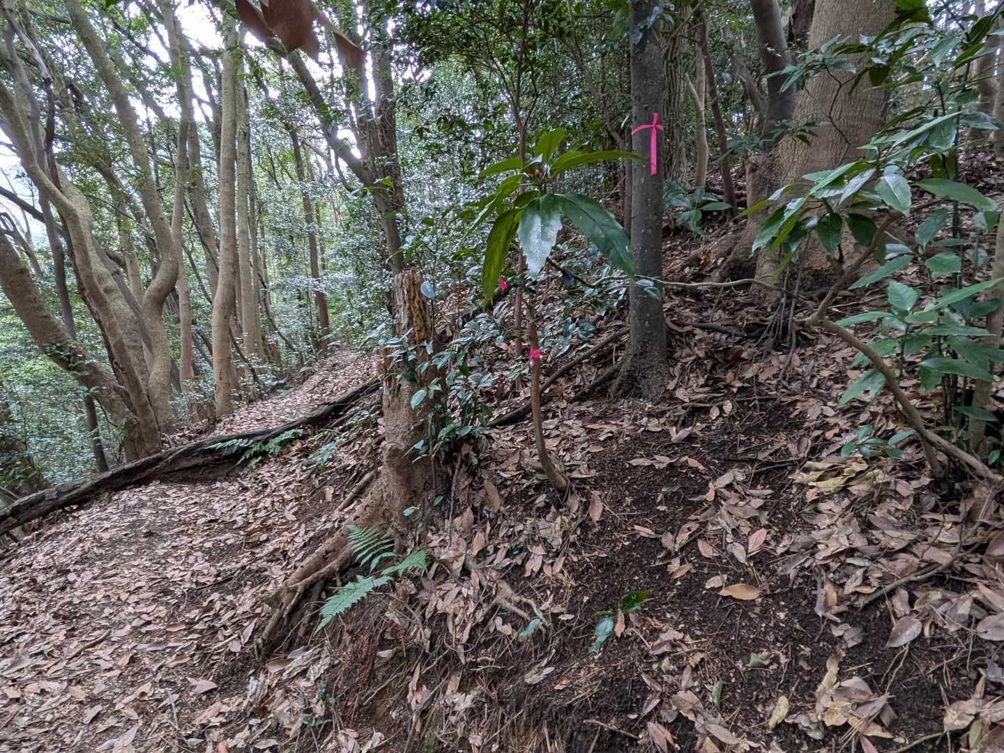 緩やかに登って尺岳と金剛山の分岐点に到着📌
少しわかりづらい。