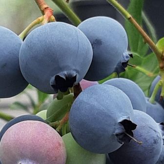 伊万里ブルーベリーファーム｜里山さんぽ