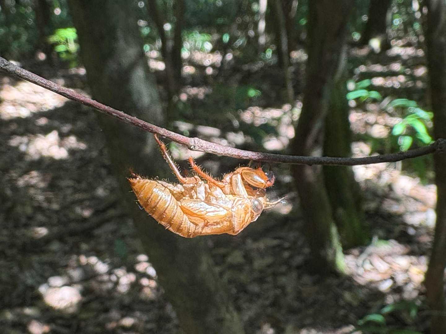矢筈峠-脊振山-唐人の舞-椎原峠-椎原峠登山口 周回コースの写真