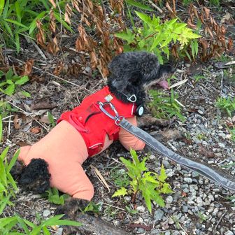 　　　お腹を地面に付けてクールダウン🐶