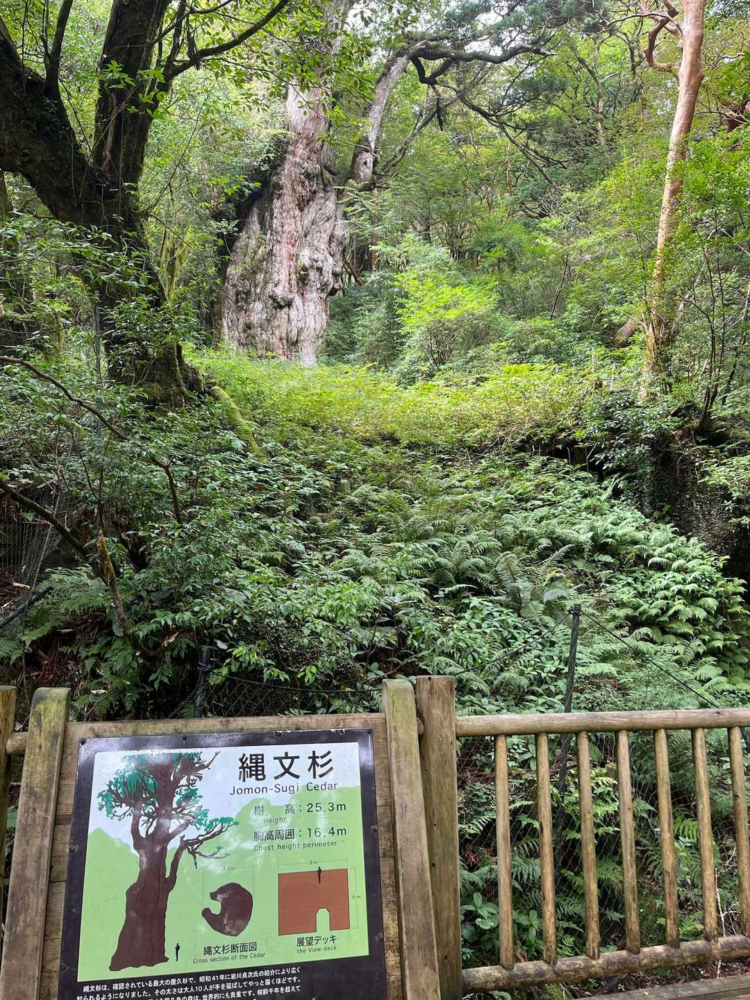 荒川登山口-ウィルソン株-縄文杉 往復コースの写真