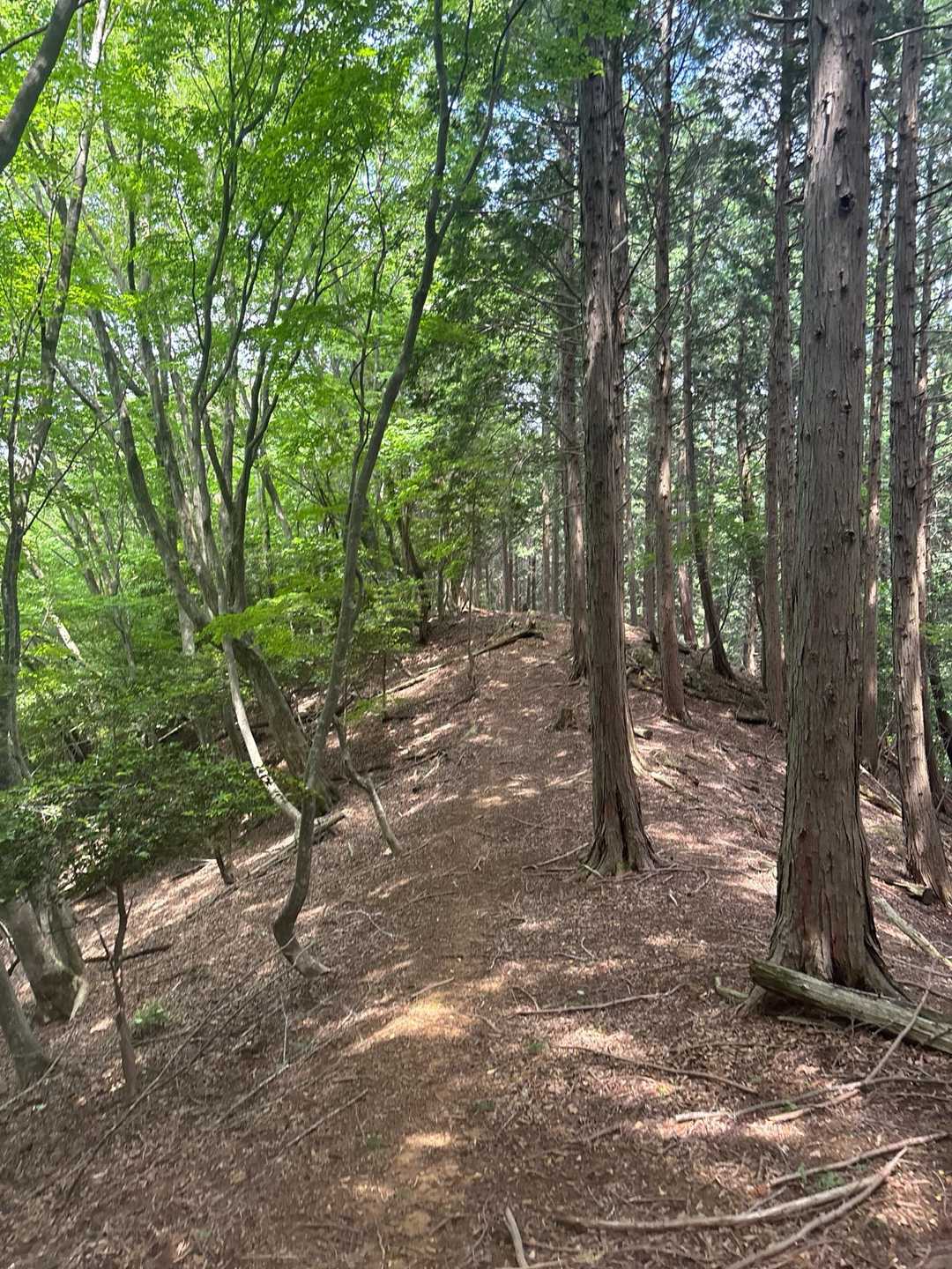 鬼ヶ城登山道入口-烏ヶ岳 往復コースの写真