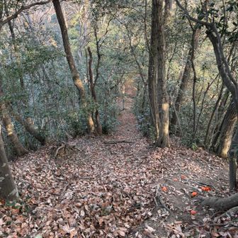 落ち葉が積もる登山道🍂
ゆっくりと、足を踏みしめ踏みしめ下山しました。