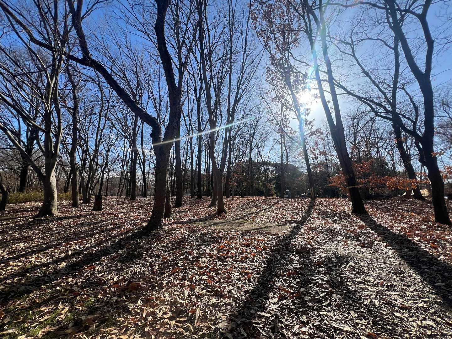 愛車預けて公園に来てます