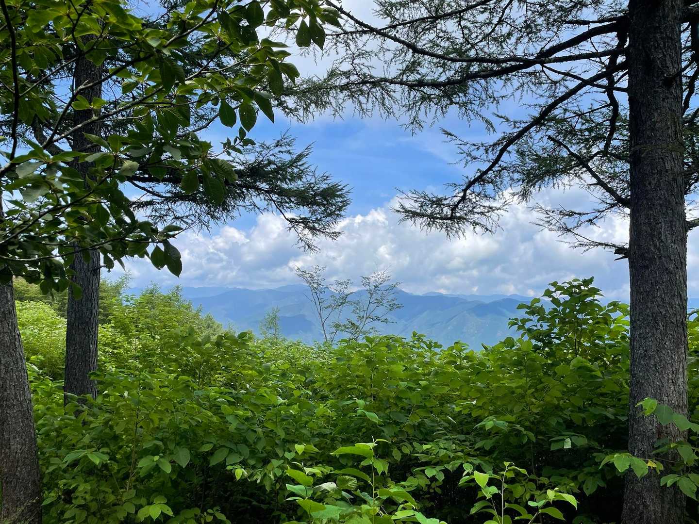 中央の2つの頂が右から鷹ノ巣山、雲取山。
雲取山の左に七ツ石山、その左はるか向こうに甲武信ヶ岳。
どれも登ったことないなー。
雲取山はいつか行きたい山です。