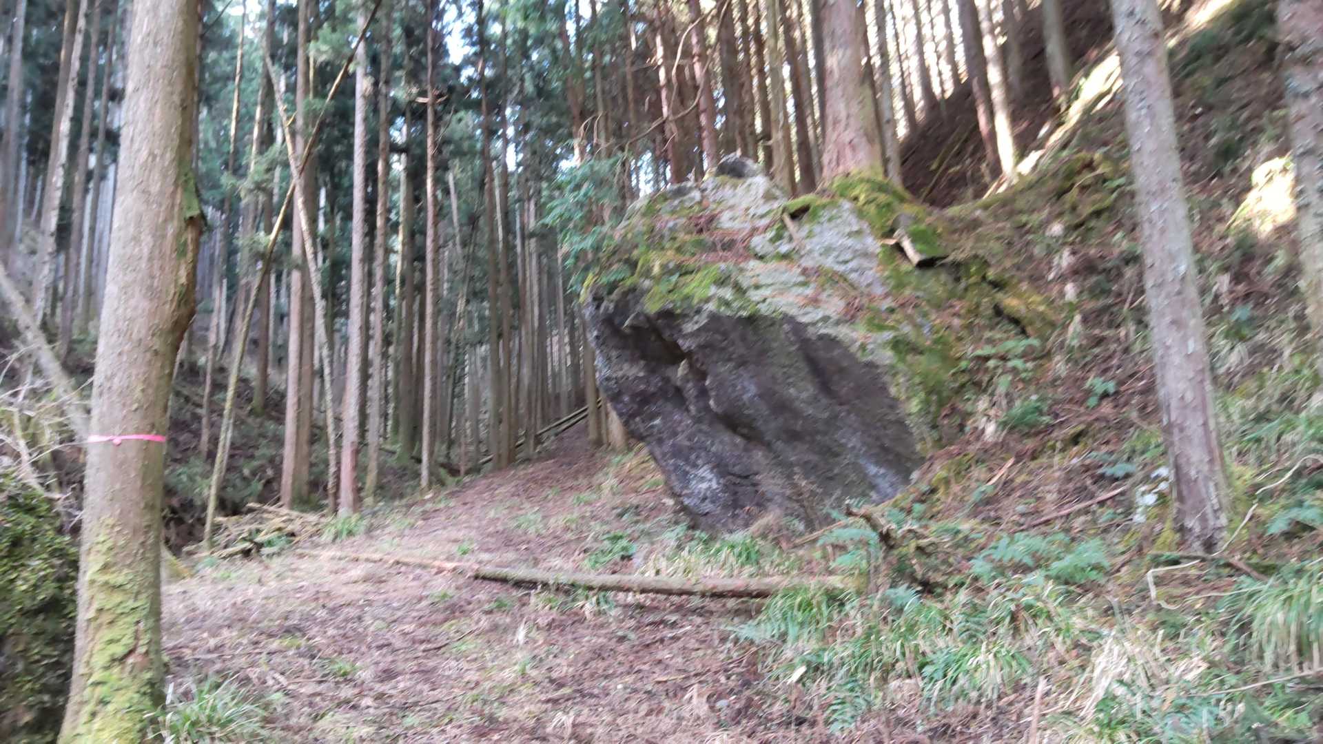 林道から山道ヘ
ヤマビルが潜んでいるので今しか登れない山です