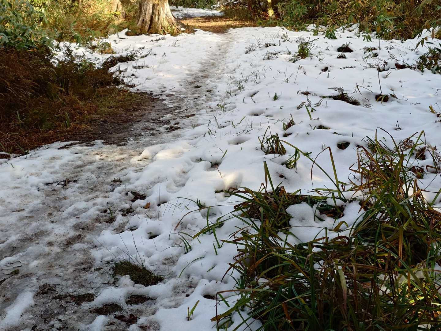 日陰には⛄️