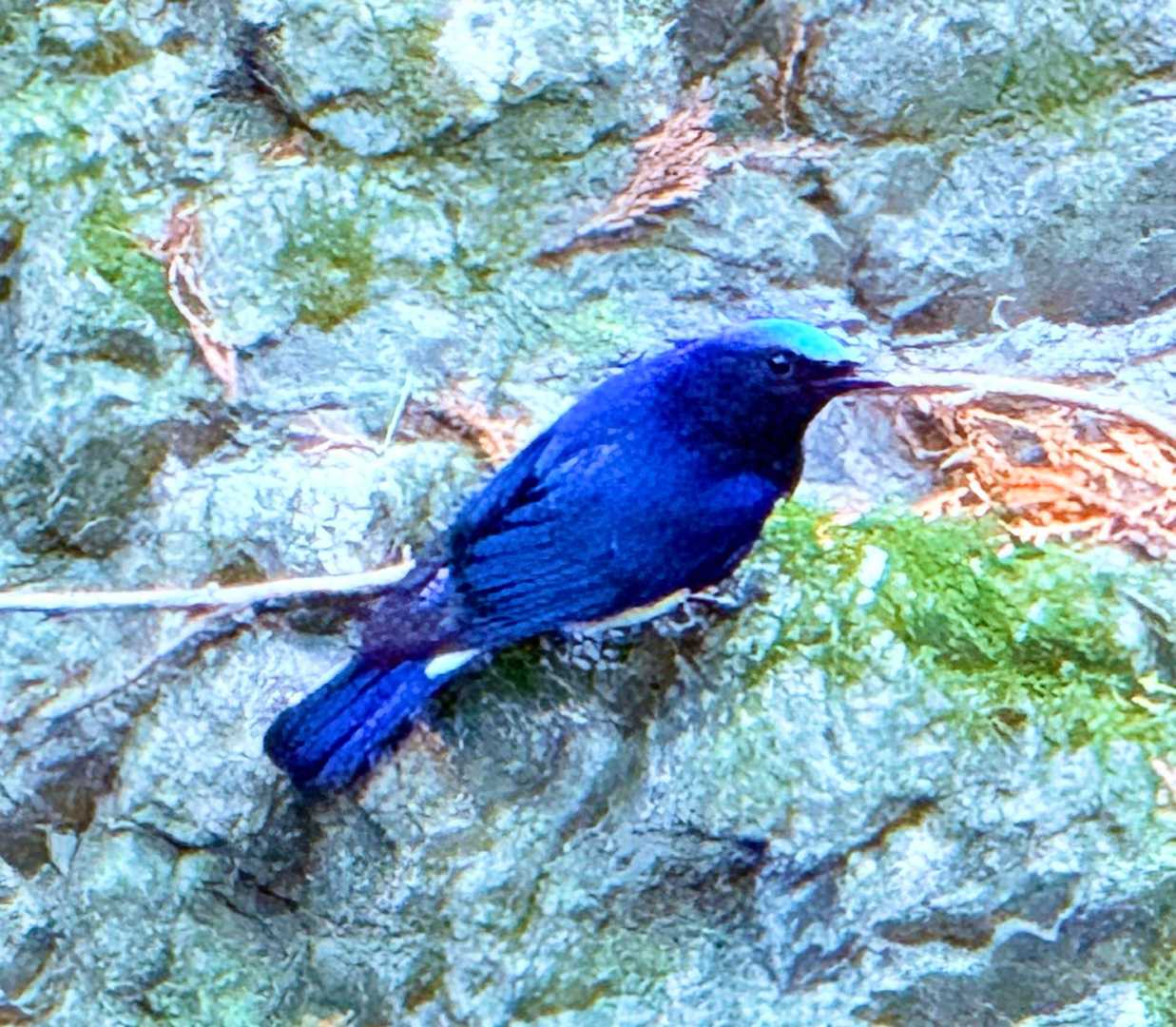 栃木の県鳥の幸せ🩵を運ぶ青い鳥
オオルリですね！

日本三鳴鳥だそうです😻声もものすごく美しい！

ちゃんと写真撮れたのは初めてです🥰

この鳥を尾崎さんと命名🙄