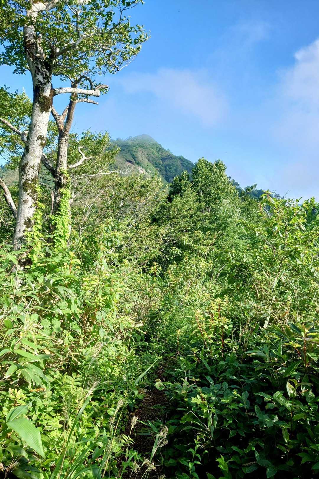 あの尖った先が藤里駒ヶ岳✨️