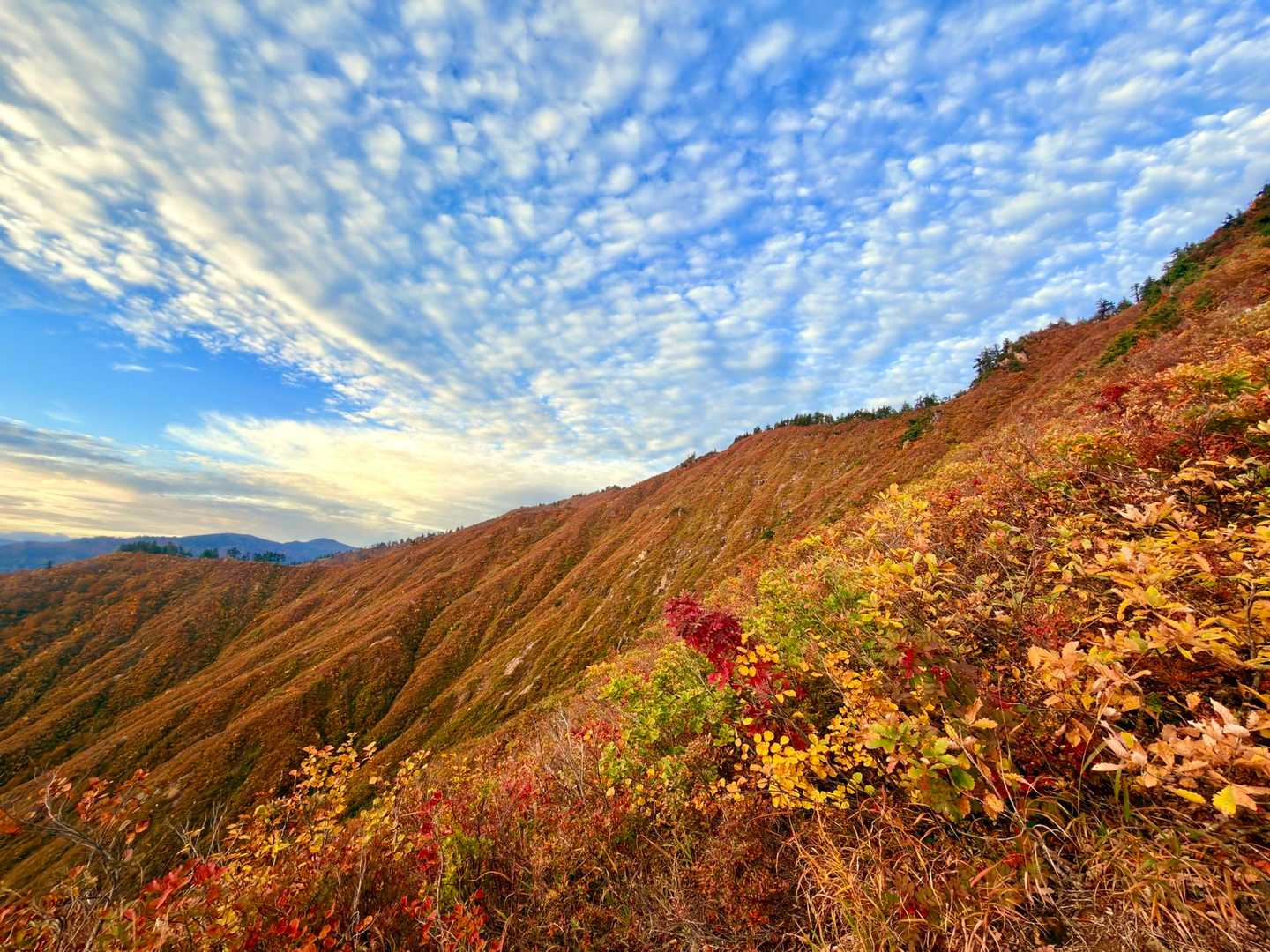一面紅葉でほんと綺麗でした。
紅葉は登山道序盤の方が上より綺麗です。