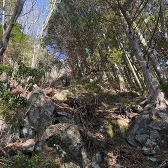 きつい斜度。　慎重に下山