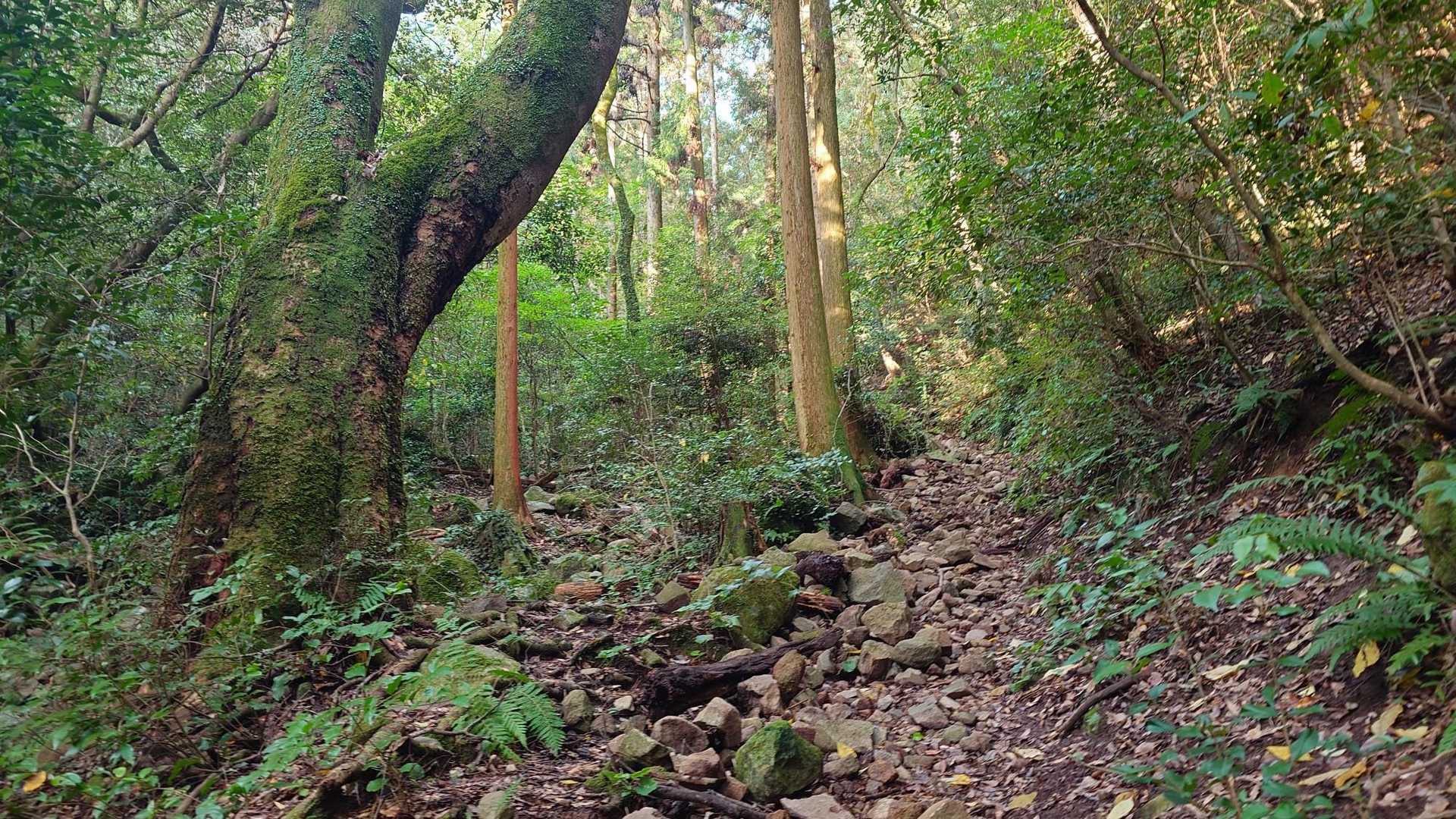 登山時間はそんなにかからんのやけどゴロタとか急登とか、ちゃんとした登山が楽しめる山

初心者にもいいね👍️
