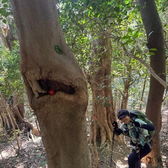 片目の顔😃と、どどりんちゃん。