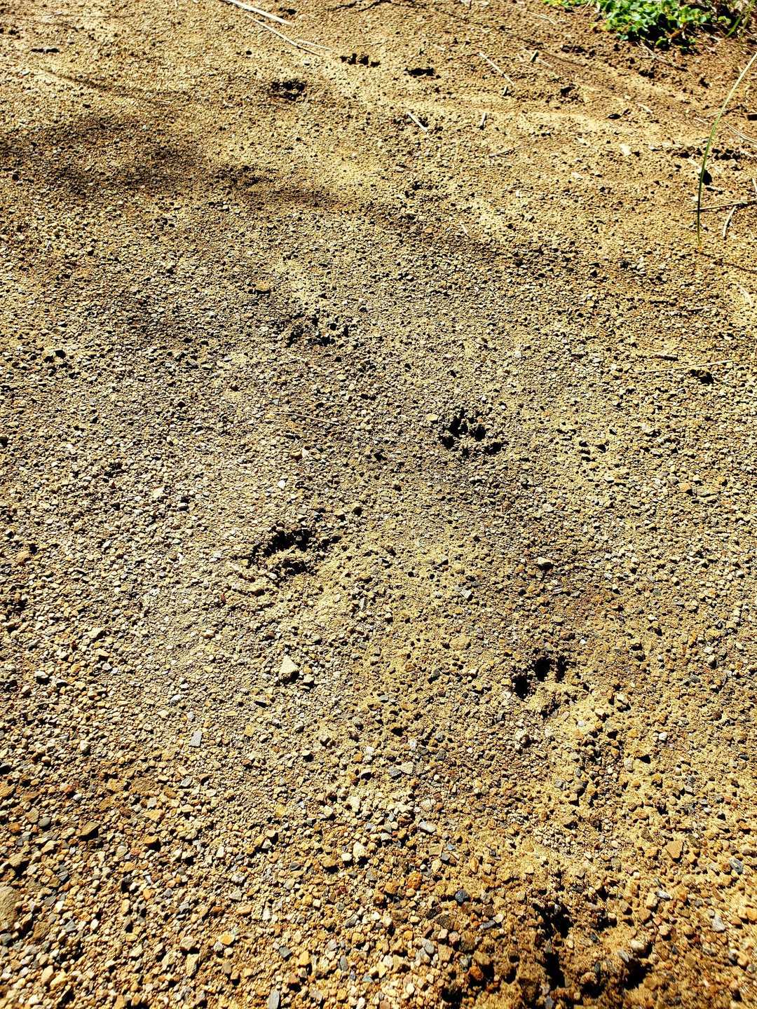 タヌキの足跡かな🐾🐾❓