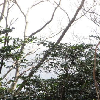 視界悪いですね