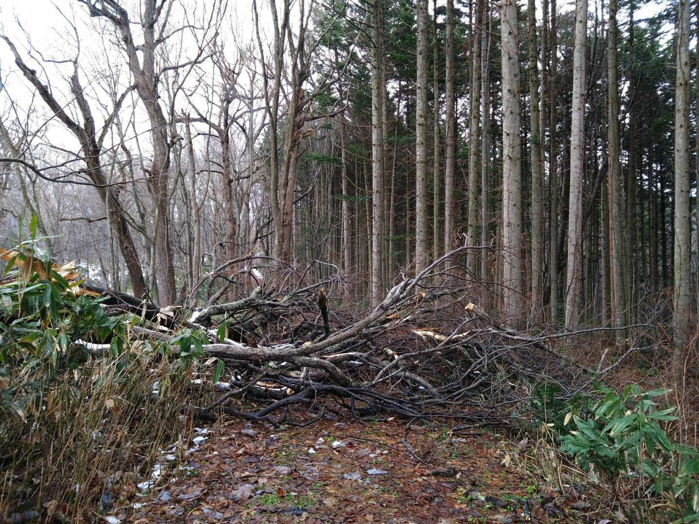 倒木…完全に塞いでいる
右手から迂回
トゲトゲの木があるから気を付けてね
