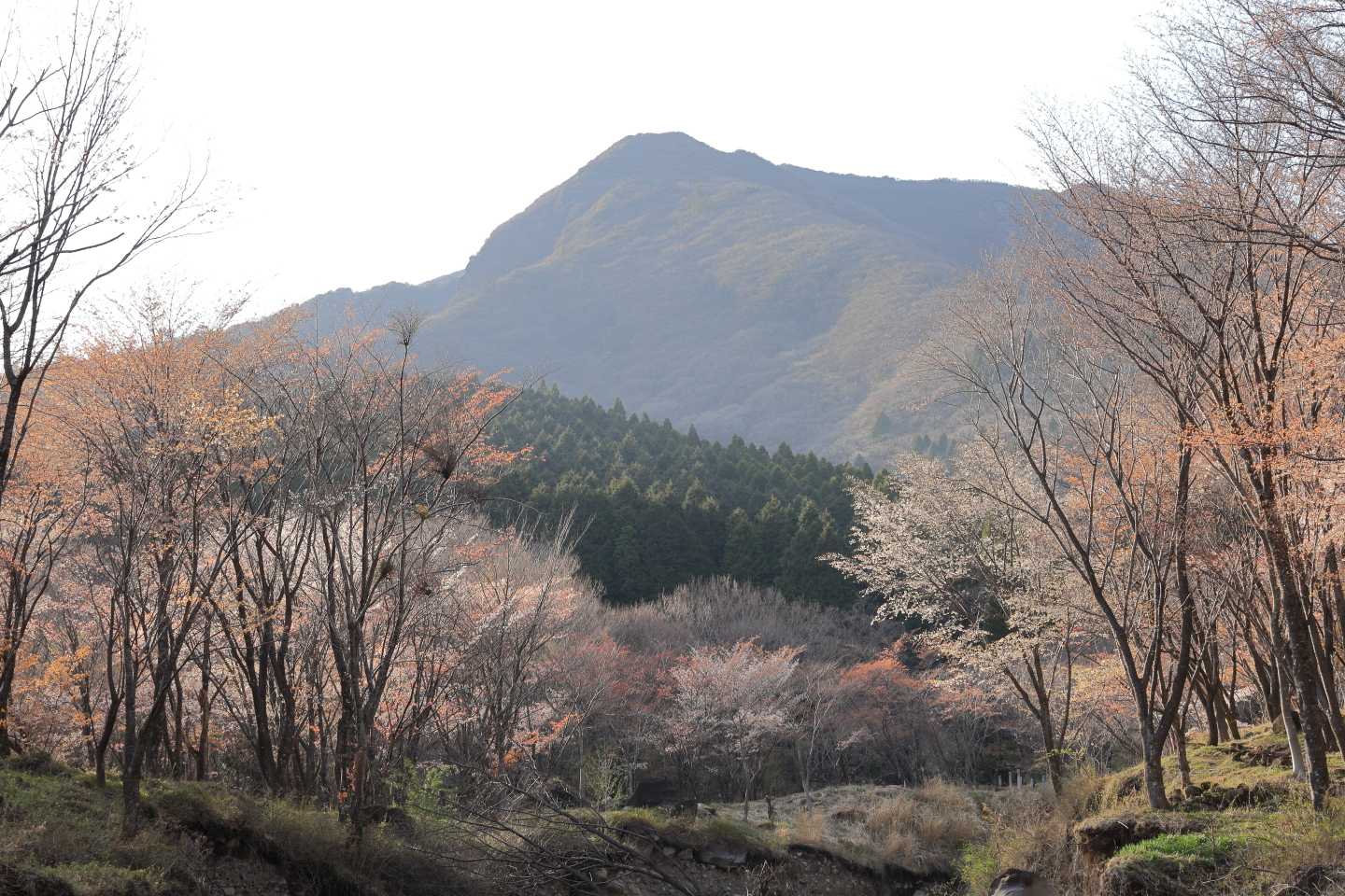 ここは満開です
