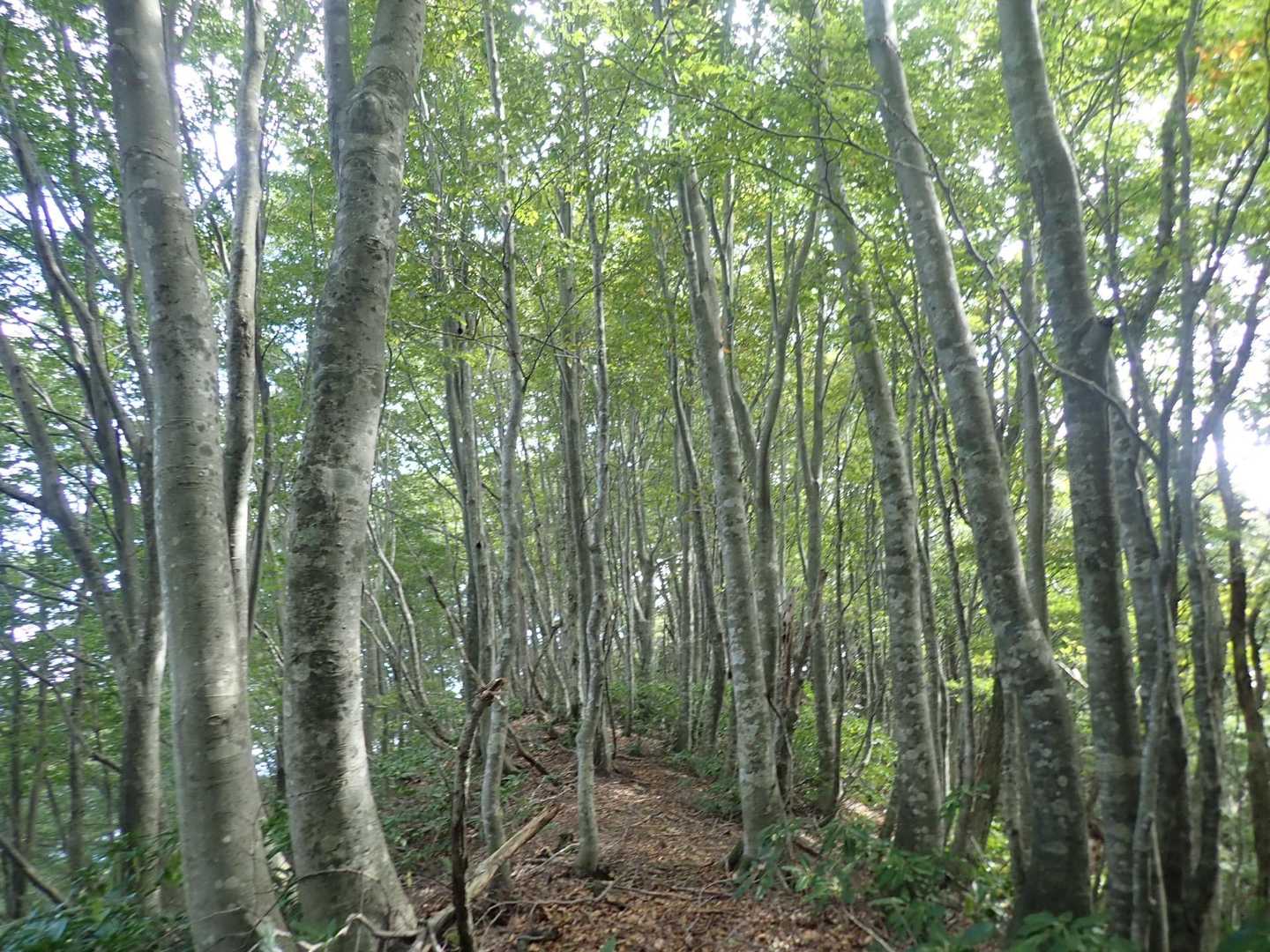 この稜線は歩き易い