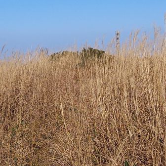 すすきの山頂