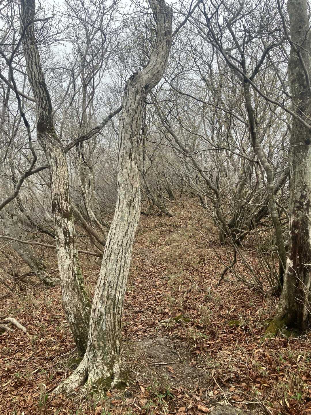 歩き易い登山道は気持ちいいですね😃