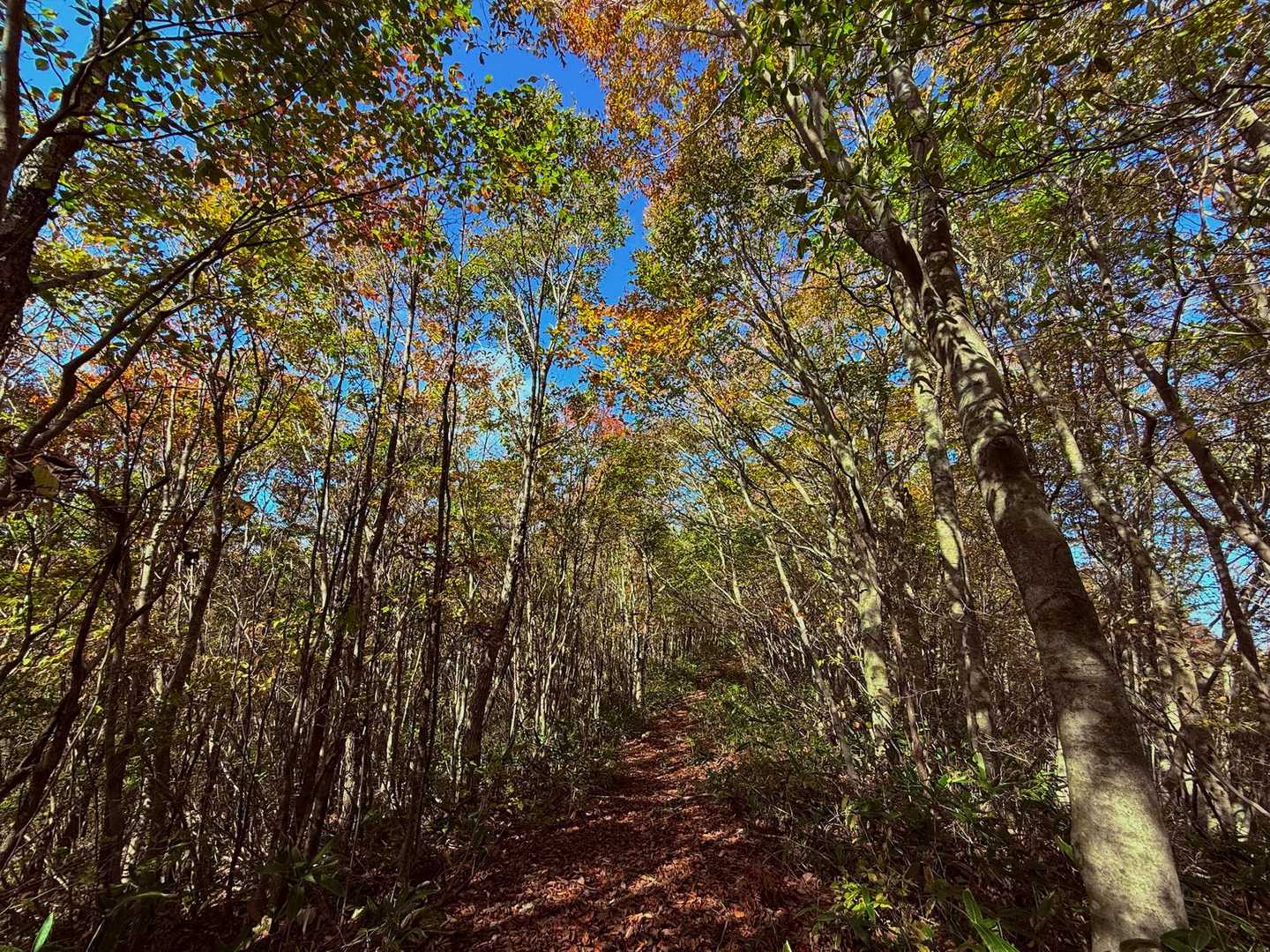 キレイな登山道です✨️