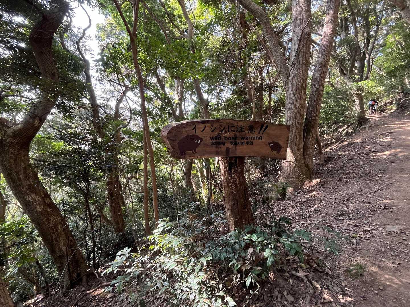 島民よりも多いイノシシ🐗