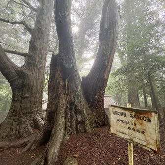 🪾山梨の巨樹　名木百撰
『次代に伝えよう緑の遺産』の文字が何だか哀しく感じます🤷🏻‍♂️