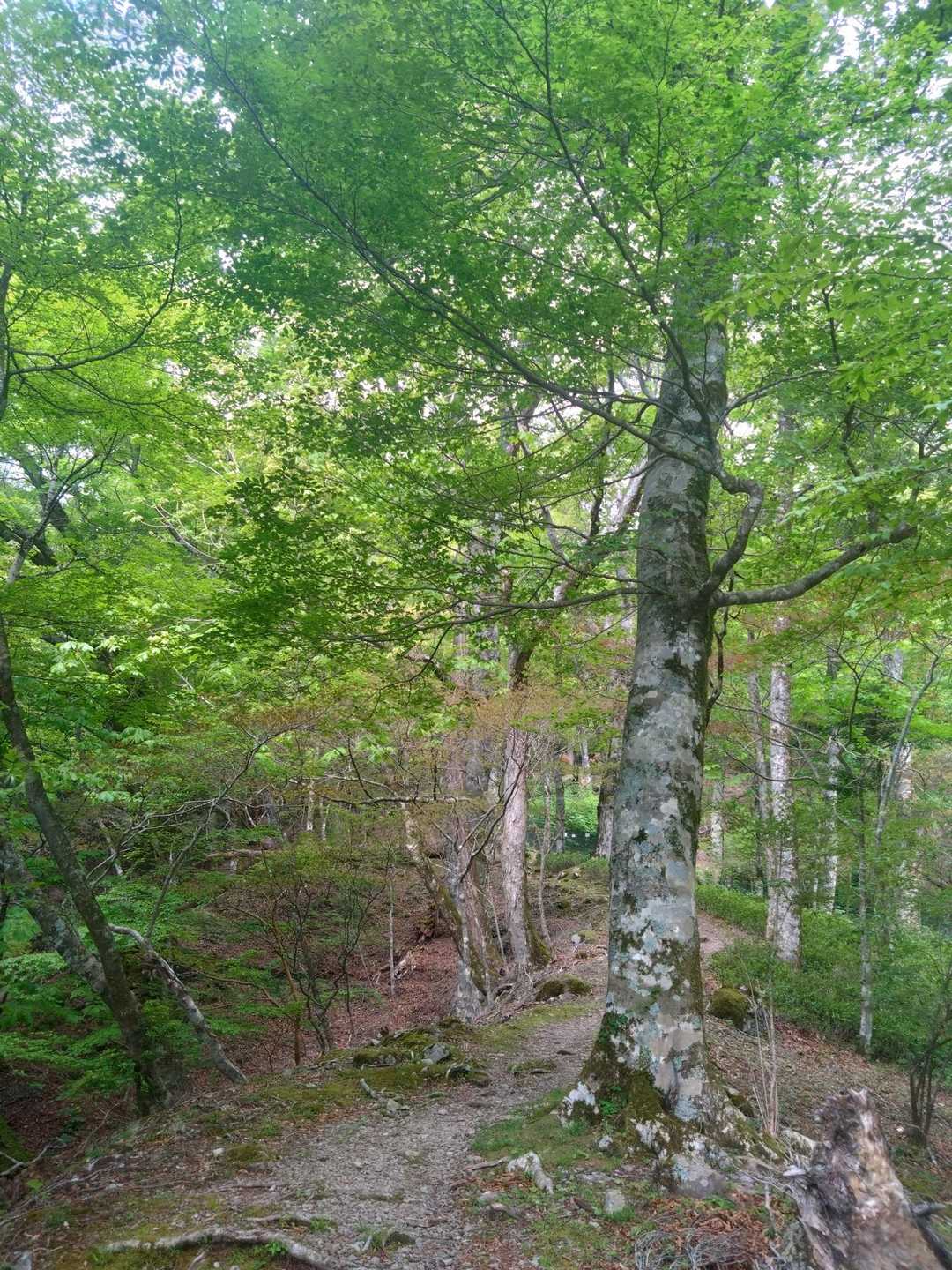高丸山登山口-三つ尾の峠-高丸山 往復コースの写真