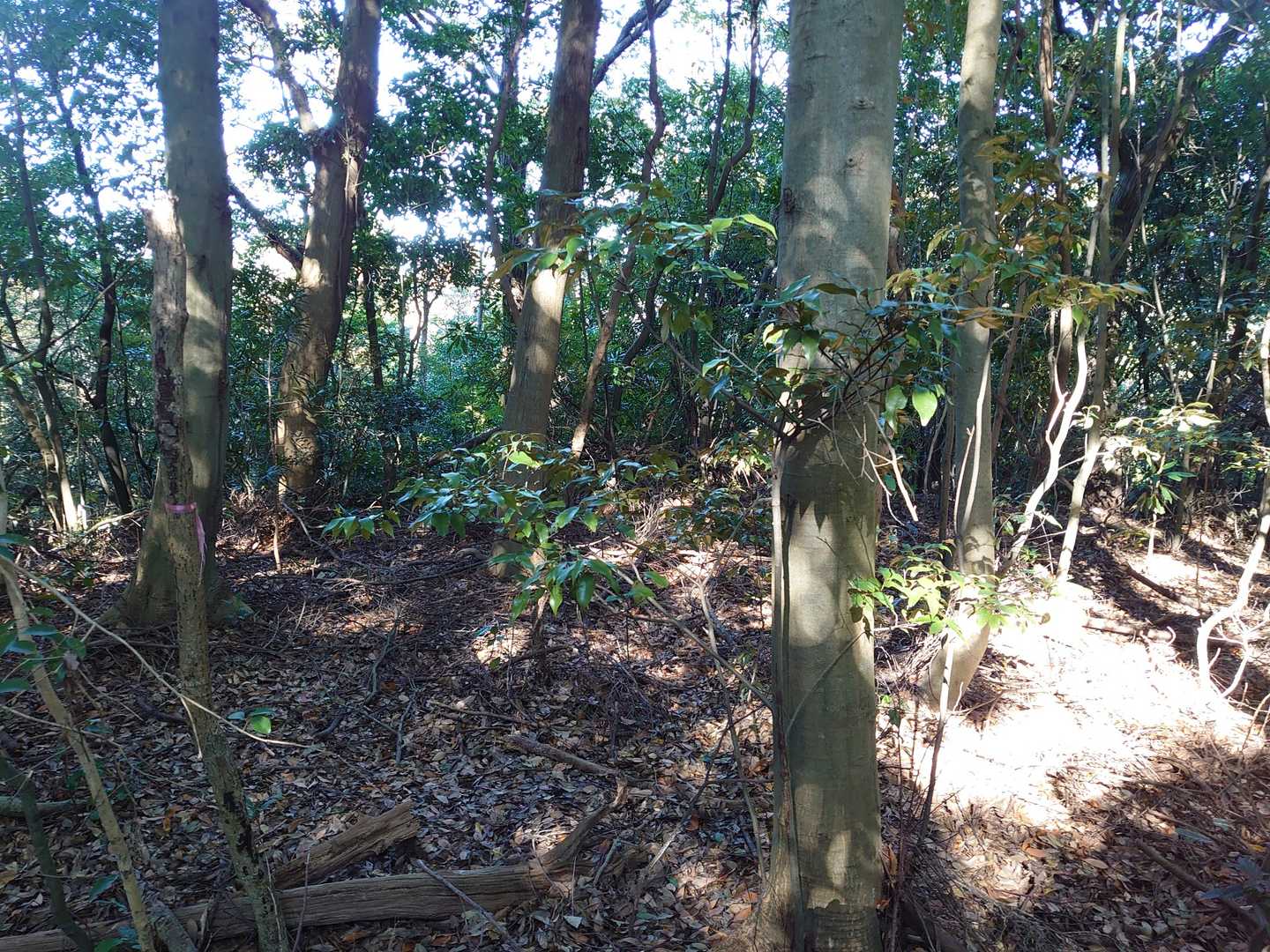 何も見つからなかった本城山、展望も無し。