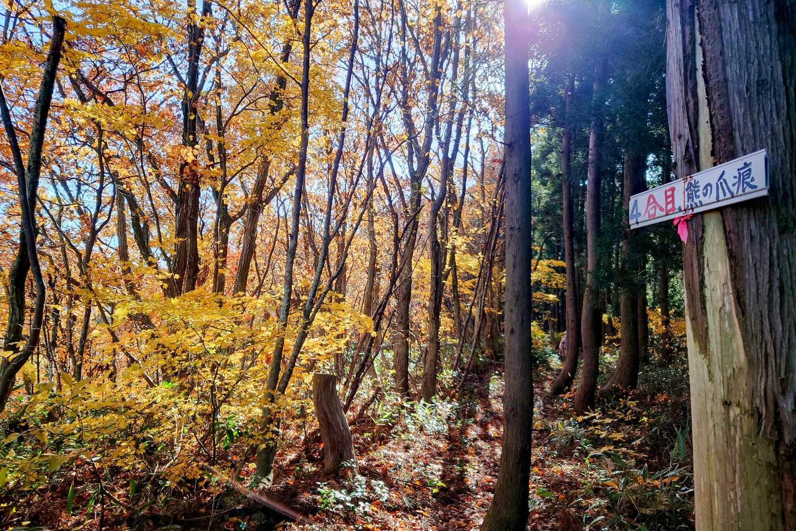 かやの木山 周回コースの写真