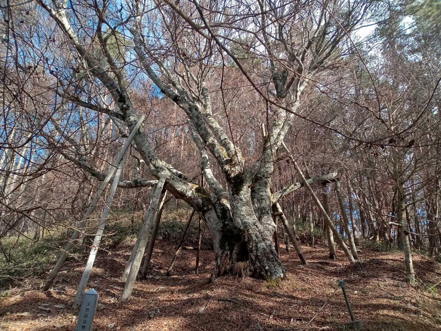 ブナ様🌳✨️😃