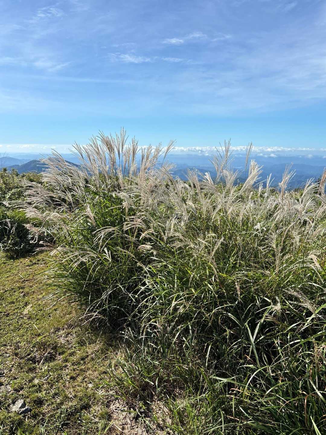 山頂にススキ🌾
小さい秋見つけた🍂💡