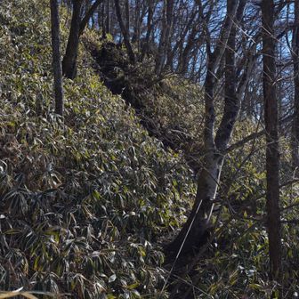 榛名山はずっと笹まみれ。