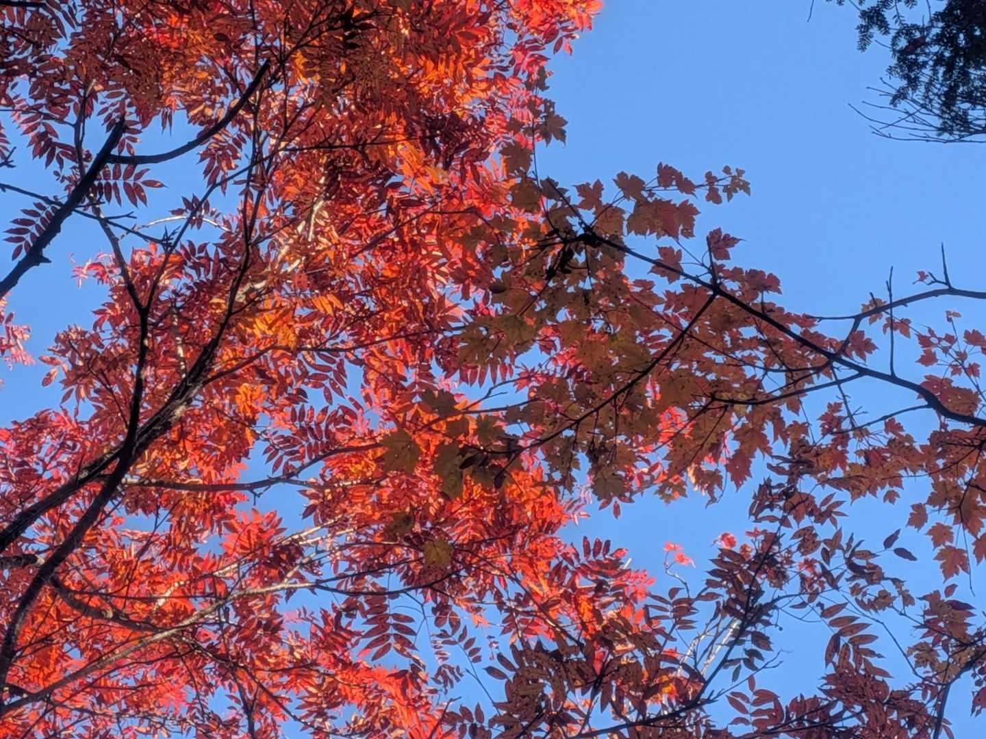 真っ赤なナナカマド
キレイに色づいてます🍁🍁🍁