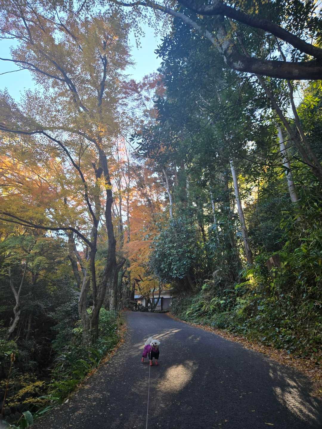 田原山 往復コースの写真