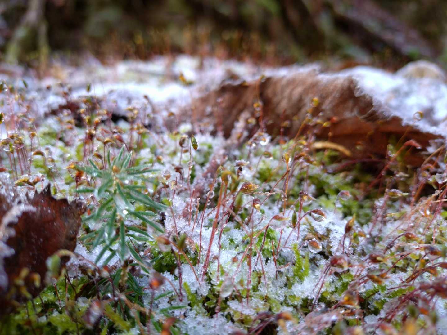 🌿❄